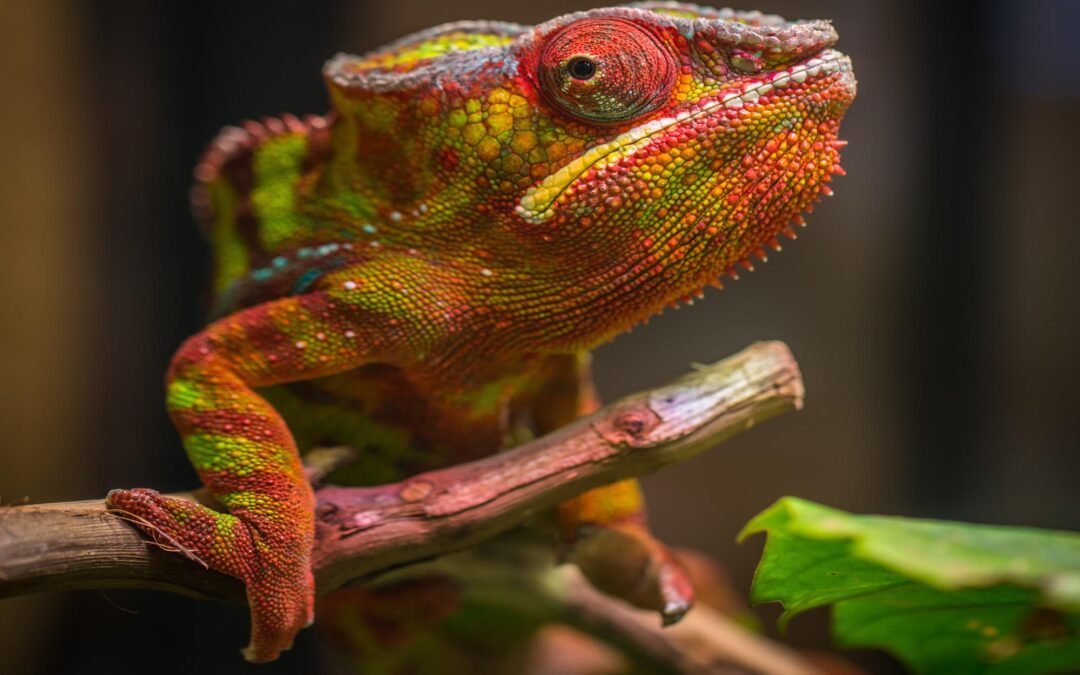 SOS² Reptile Expo News