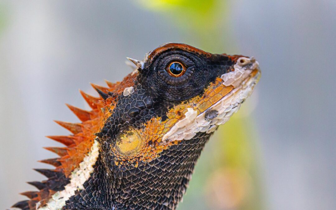 Reptile Expo – It starts today