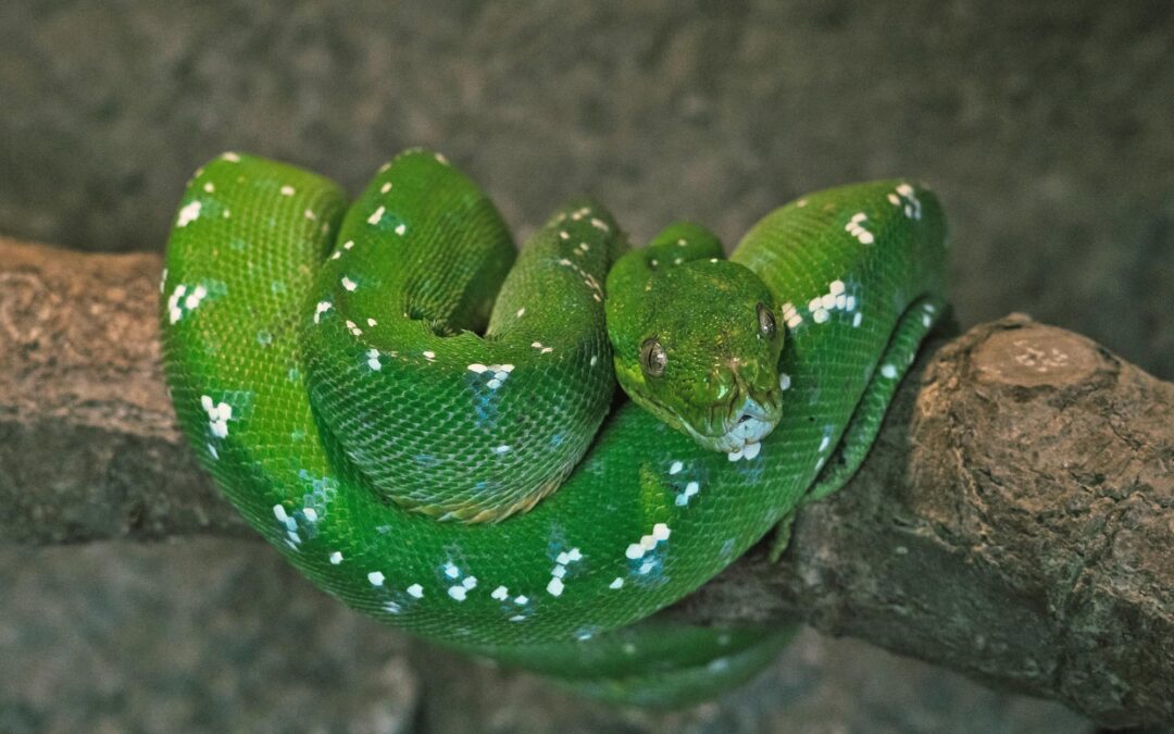 SOS² Reptile Expo 2013