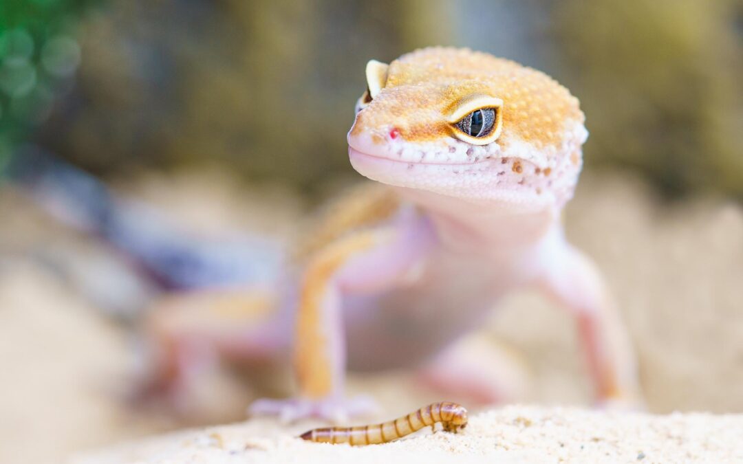 SOS² Reptile Expo 2011 Update
