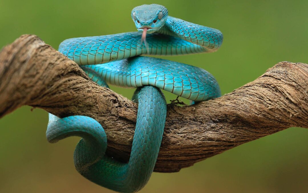 Advertising – SOS² Reptile Expo