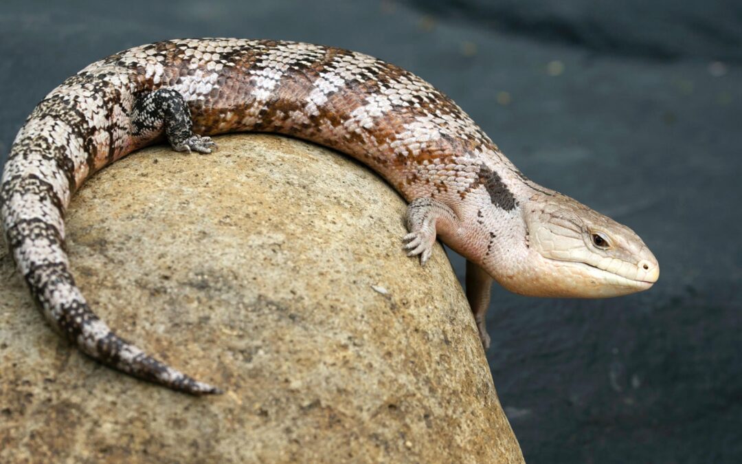 KZN SOS² Reptile Expo Expo 2017
