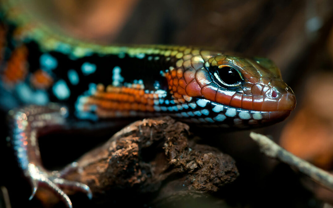 SOS Reptile Expo – Gauteng 2017