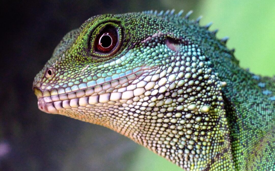1 and a half months till the 2013 SOS² Reptile Expo