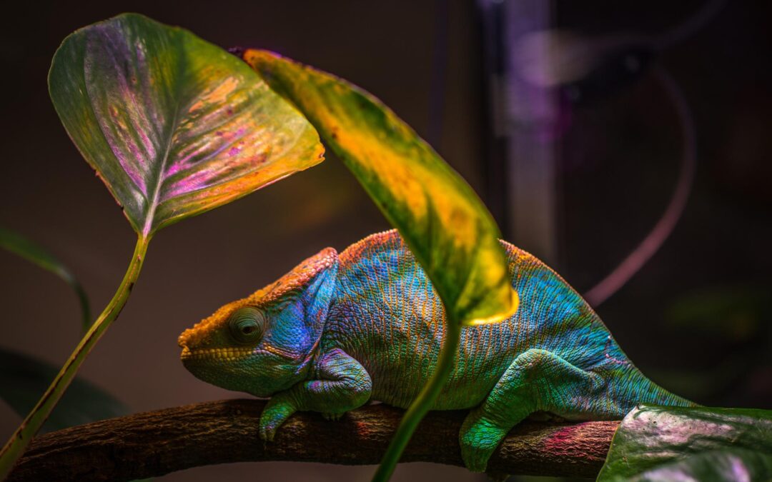 Tick Tock, Tick Tock – SOS² Reptile Expo