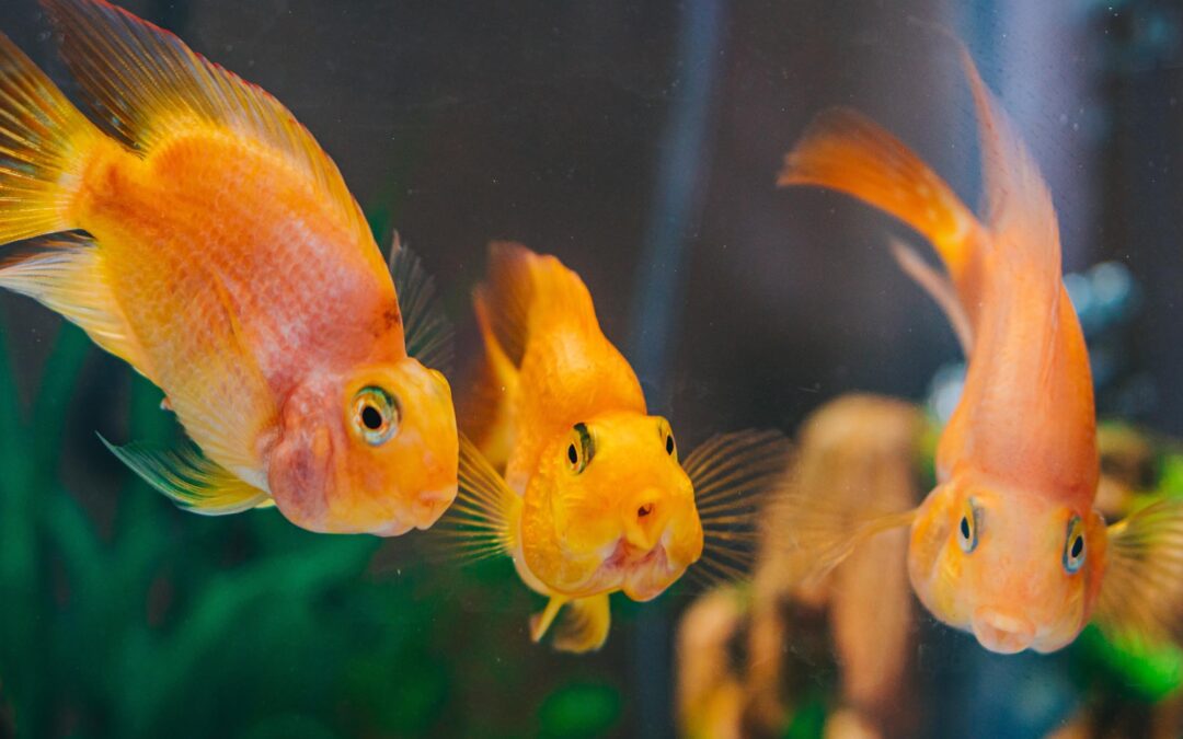 Spring Terrarium & Aquarium Expo 2013